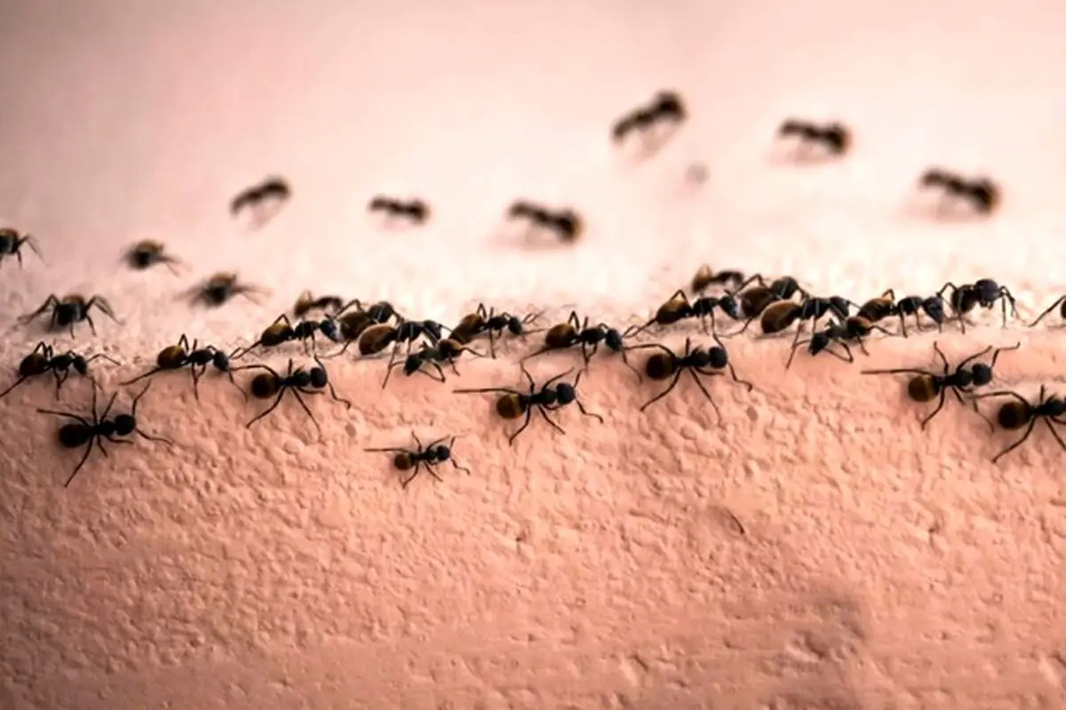 حق حیات مورچه هارو ازشون نگیر! | روش دفع مورچه به صورت طبیعی +ویدئو