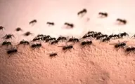 بدون خشونت مهمان ناخوانده‌ رو فراری بده! | ترفند بدون دردسر فراری دادن مورچه‌ها +ویدئو