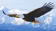 غاز خانگی شکار عقاب | لحظه حمله غافلگیرکننده عقاب جسور + ویدئو