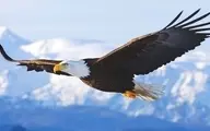 لحظه حیرت‌انگیز مبارزه دو عقاب در آسمان +ویدئو 