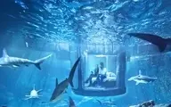 ترسناک ترین هتل جهان که باید بغل کوسه ها زیر آب بخوابی! + ویدئو