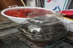 خرید و فروش مار آبی در کنار ماهی قرمز؛ سازمان محیط‌زیست کجاست؟+ تصویر