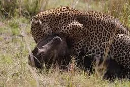 کمین پلنگ بالای لانه گراز!+ویدئو 