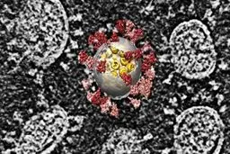 کشف  داروی ضد ویروسی طبیعی جدید برای کرونا !
