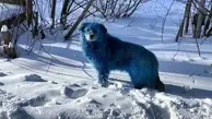 ماجرای سگ های آبی رنگ در مسکو چیست؟ | سگ های آبی از شوخی تا واقعیت دردناک +تصویر