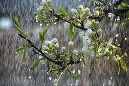 سامانه بارشی از فردا وارد کشور می شود| سامانه بارشی تا شنبه هفته آینده ماندگار است