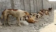 سگ‌های سرگردان دغدغه بوشهری‌ها 