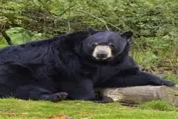 عاقبت شهروندی که ناخواسته وارد حریم خرس‌ها شد!+ویدئو