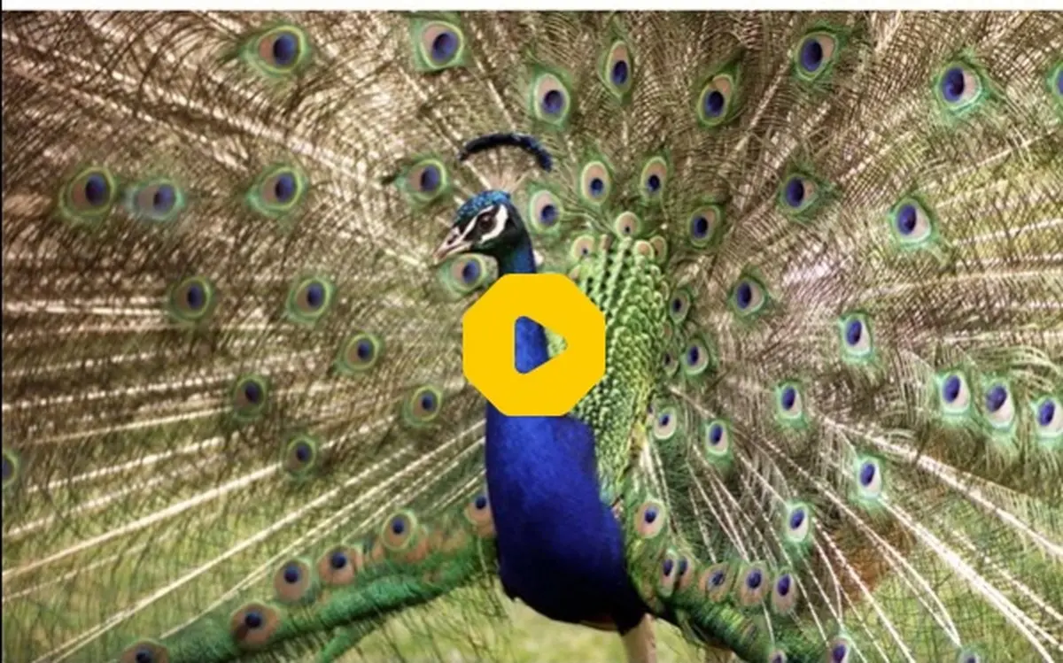جلوه‌ای زیبا از خودنمایی یک طاووس + ویدئو 