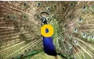جلوه‌ای زیبا از خودنمایی یک طاووس + ویدئو 