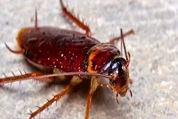 این سوسک‌ها را نکشید! | حشرات و سوسک‌هایی که مفید هستند و نمی‌دانستید