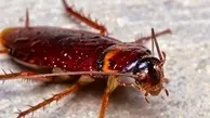 این سوسک‌ها را نکشید! | حشرات و سوسک‌هایی که مفید هستند و نمی‌دانستید