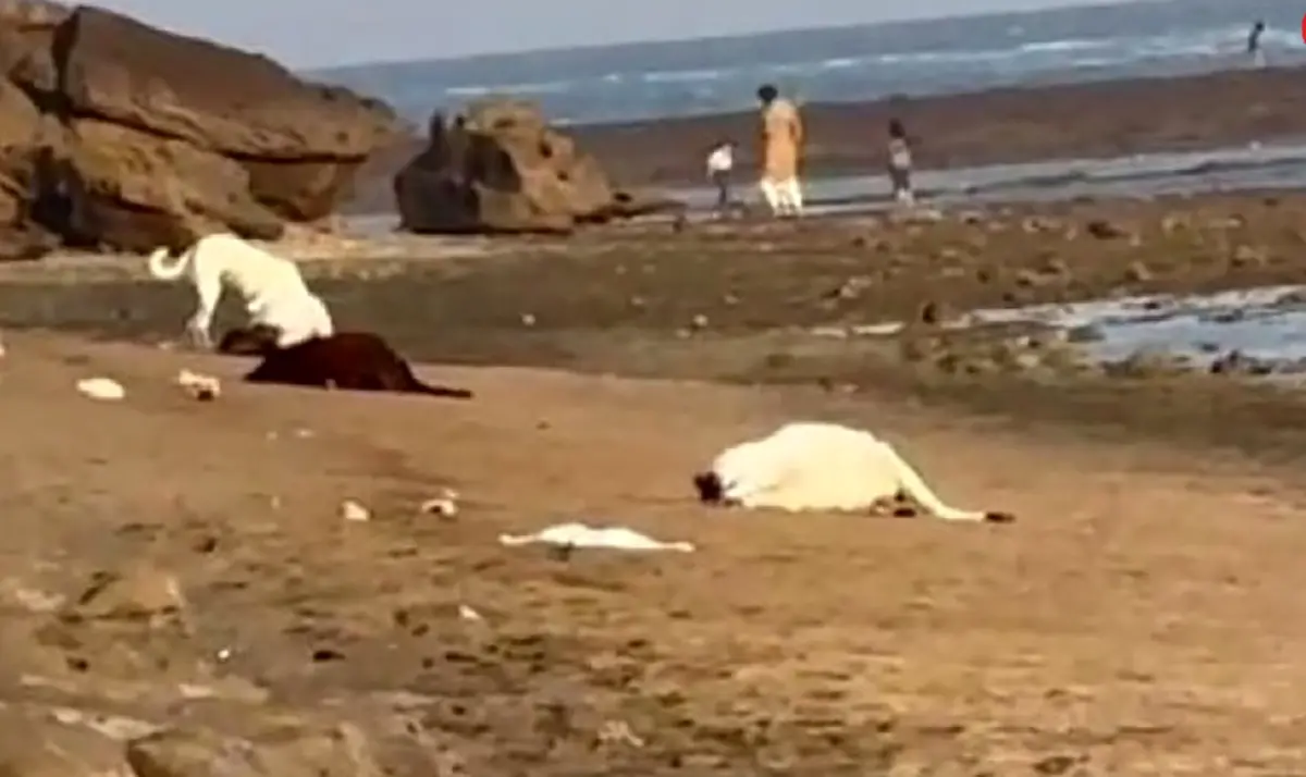  انداختن گوسفندان بی گناه توی خلیج فارس | فرار از دست نیروهای دریابانی 