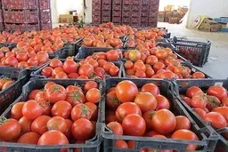 چرا عراق ۲۰۰ کامیون گوجه‌ ایران را برگشت داد؟  