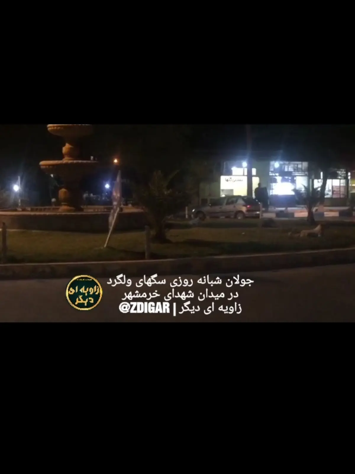 جولان سگهای ولگرد در خرمشهر + ویدئو