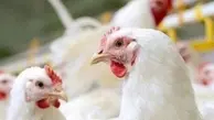 نهاد‌های مورد نیاز فعلی خود را با قیمت قبلی گرفته اید؛ مرغ را هم به قیمت قبلی بفروشید