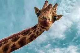 لحظات استرس‌آور تعقیب گردشگران توسط یک زرافه‌ی عصبانی!+ویدئو 