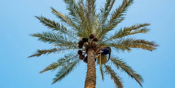 نخل‌کاری در قلب لاله‌زار | اقدامی تازه برای زیباسازی خیابان تاریخی +ویدئو