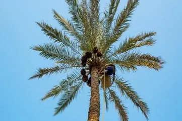 نخل‌کاری در قلب لاله‌زار | اقدامی تازه برای زیباسازی خیابان تاریخی +ویدئو