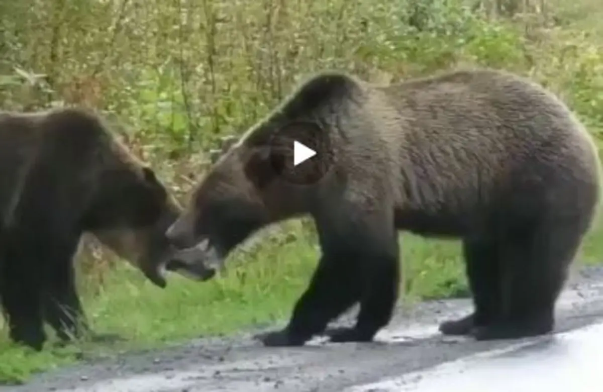  نبرد دیدنی دو خرس گریزلی+ ویدئو 