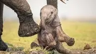 تلاش خنده دار بچه فیل تازه به دنیا آمده، برای ایستادن با کمک مادرش+ویدئو