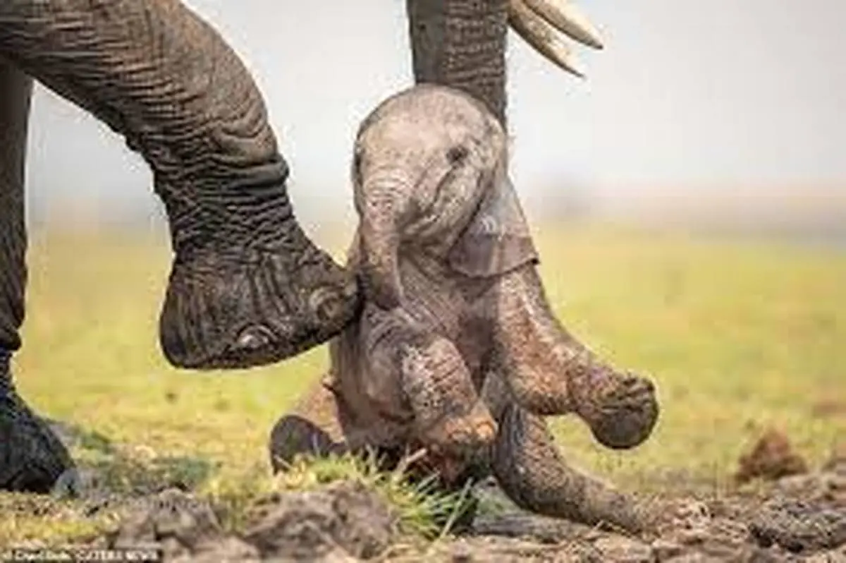 تلاش خنده دار بچه فیل تازه به دنیا آمده، برای ایستادن با کمک مادرش+ویدئو
