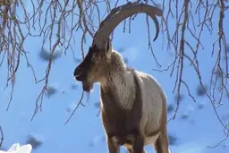 صخره نوردی بز کوهی سلطان در ارتفاعات البرز بر روی برف‌ها | لحظه ای با حیوانات حیات وحش +ویدئو