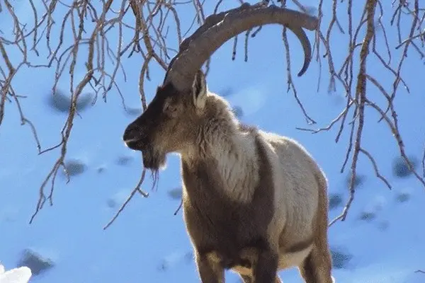 صخره نوردی بز کوهی سلطان در ارتفاعات البرز بر روی برف‌ها | لحظه ای با حیوانات حیات وحش +ویدئو