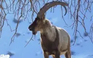 صخره نوردی بز کوهی سلطان در ارتفاعات البرز بر روی برف‌ها | لحظه ای با حیوانات حیات وحش +ویدئو