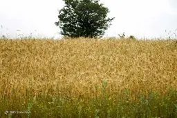 افت ۳۷ درصدی خرید تضمینی گندم نسبت به سال قبل