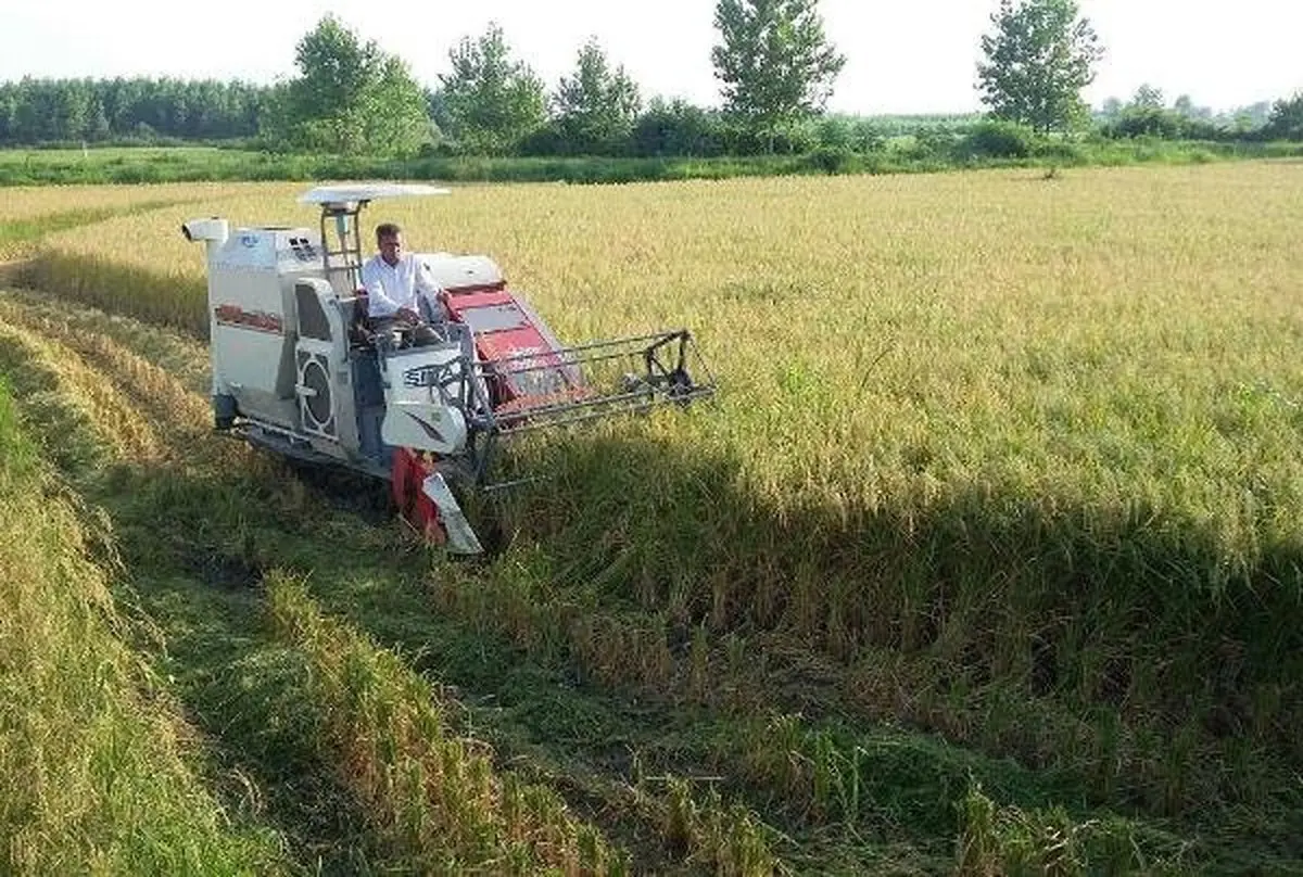 الگوی کشاورزی در کشورهای کم‌بارش چه تغییری می‌کند؟ | کشت روزهای خشک