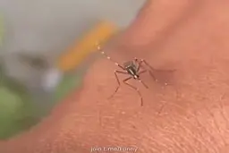 تلاش جالب پشه برای فرو کردن نیش در پوست انسان از نمای نزدیک+.ویدئو