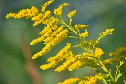 علف و این همه خاصیت! 