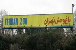 تکذیب خبر گم شدن شامپانزه