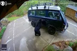 ورود عجیب یک خرس و توله‌اش به داخل یک خودروی ون!+ویدئو 