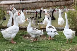 مشاهده آنفلوانزای فوق حاد پرندگان در مازندران