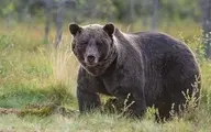 فیلم حمله وحشتناک خرس به نگهبان هتل در استراحتگاه + ویدئو 