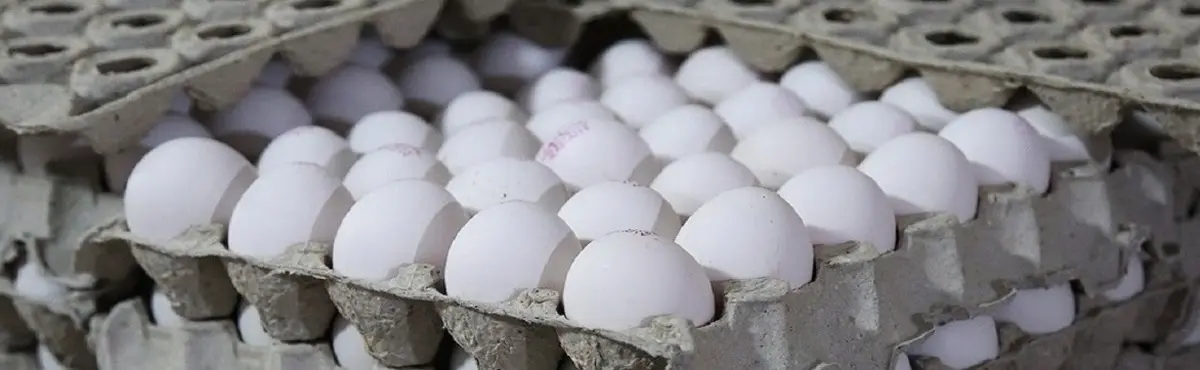  نرخ تخم‌مرغ بعد از جراحی اقتصادی دولت