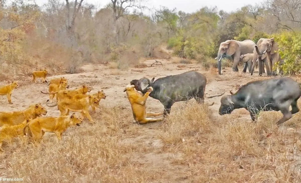 حمله وحشتناک ۲۲ دو شیر به دو گاومیش + ویدئو