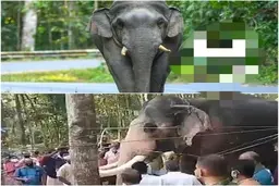 فیل قاتل به تشییع جنازه مقتول رفت | حرکت عجیب فیل هندی بعد از آدم کشی