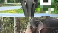 فیل قاتل به تشییع جنازه مقتول رفت | حرکت عجیب فیل هندی بعد از آدم کشی