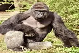 فیلمی از رقص بامزه یک گوریل را ببینید | حرکات نمایشی گوریل در باغ وحش +ویدئو