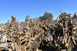 
 پایتخت موز ایران در معرض نابودی بر اثر افت ولتاژ برق
