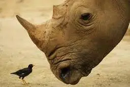 غذا خوردن کرگدن را از نمای نزدیک دیده بودید؟!+ویدئو