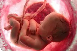 لحظه حیرت انگیز تولد یک جنین خارج از شکم مادر | این جنین با کیسه آب متولد شد!+ویدئو 