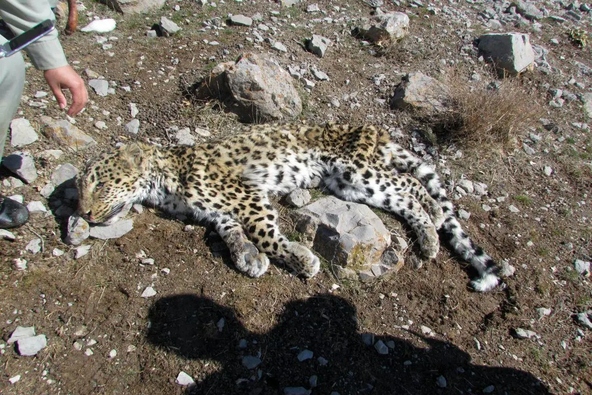 کشف لاشه یک قلاده پلنگ در سالوک اسفراین | تلاش‌ها برای یافتن علت مرگ ادامه دارد! +تصویر