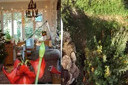 5 تست تصویری جالب برای تقویت چشم و مغز: گربه ها را پیدا کنید 