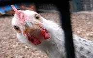 چرا مرغ گران شد؟ 