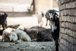رئیس اتحادیه گوشت گوسفندی: پاییز فصل مناسبی برای صادرات دام‌ نیست