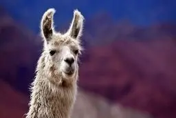  کرونا/لاما درخونش پادتن کرونا وجود دارد+عکس 